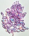 100 3x11mm Matte Transparent Alexandrite AB Dagger Beads